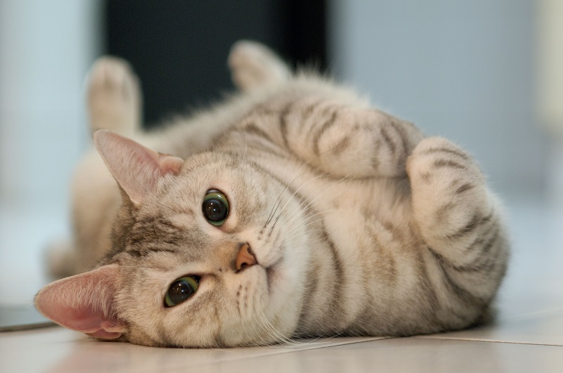Mengenal Tanda-Tanda Kucing Manja