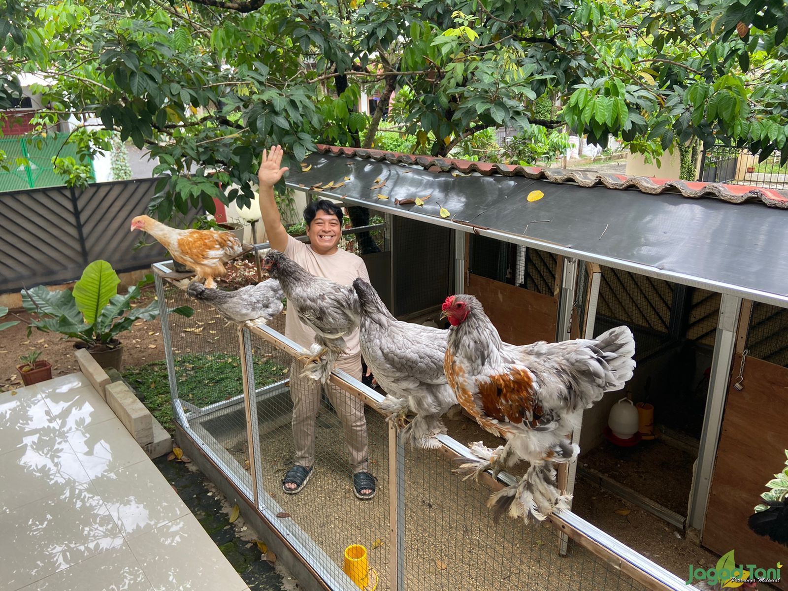 Mengenali Ciri-Ciri Ayam Hias Siap Kawin (Birahi)