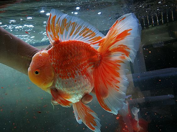 Mengenali Gejala dan Tanda-Tanda Ikan Mas Koki Sakit