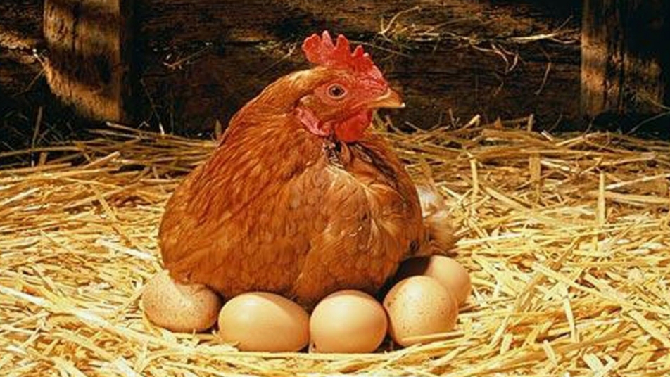 Mengenali Penyebab Umum Indukan Ayam Membuang Telur