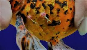 Mengenali Tanda-Tanda Ikan Mas Koki Terkena Parasit