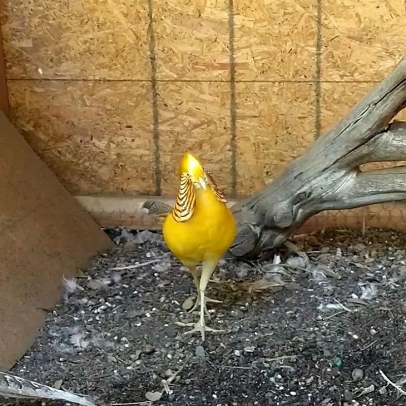 Mengungkap Misteri: Kenapa Telur Ayam Hias Gagal Menetas dan Solusi Jitu Mengatasinya