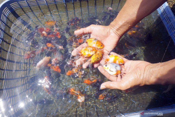 Menyiapkan Akuarium Pemijahan (Breeding Tank)