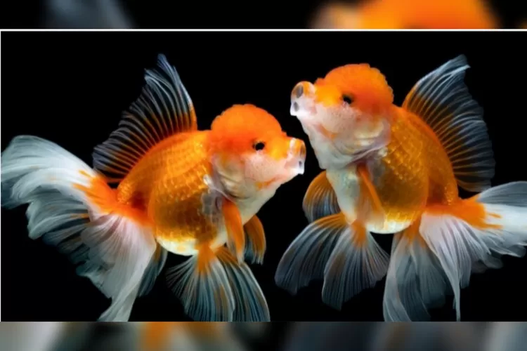 Metode 2: Periksa Bintik Kawin (Breeding Tubercles) pada Jantan