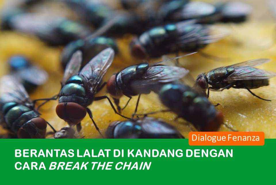 Metode Kontrol Biologis: Memanfaatkan Musuh Alami Lalat