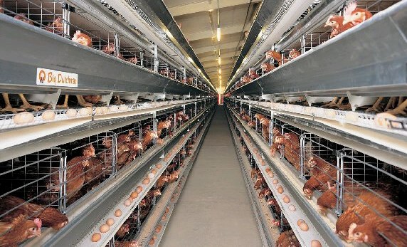 Optimalkan Ventilasi dan Suhu Kandang Close House