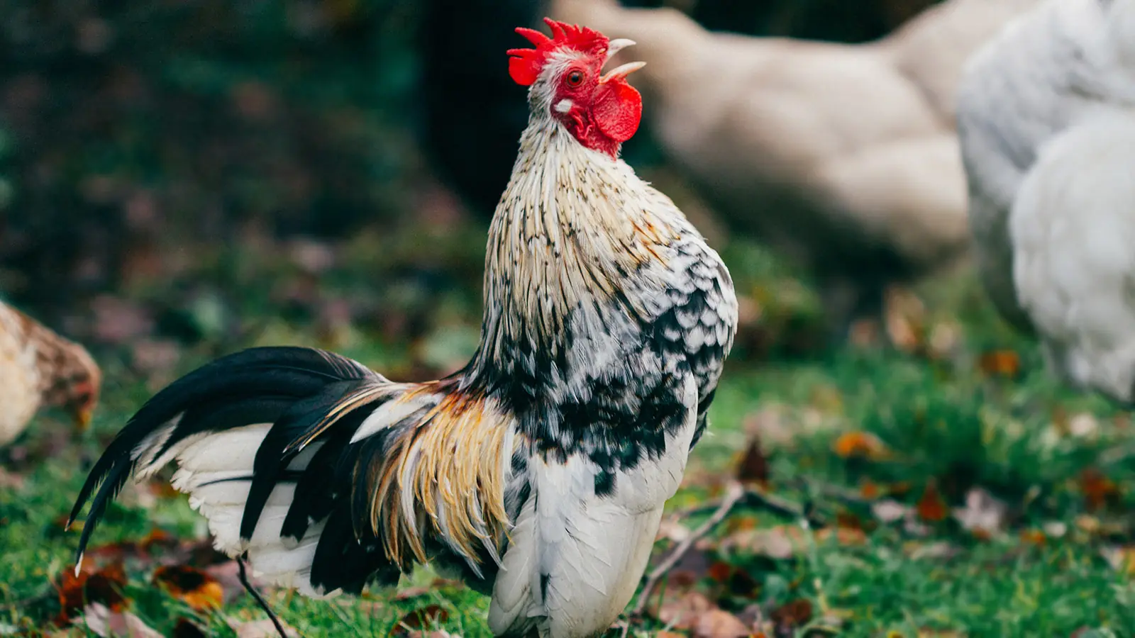 Pahami Karakter Unik Ayam Serama