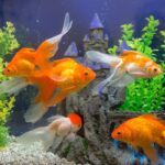 Panduan Esensial: Cara Merawat Ikan Mas Koki yang Baru Dibeli Agar Panjang Umur