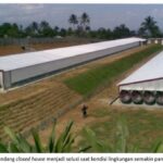 Panduan Lengkap: 7 Strategi Jitu Hilangkan Bau Amonia di Kandang Ayam Close House