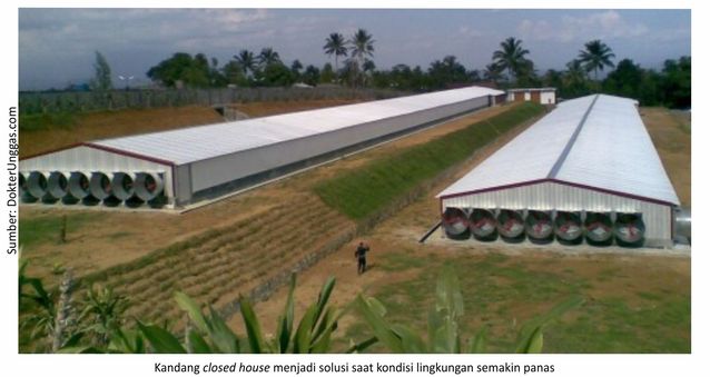 Panduan Lengkap: 7 Strategi Jitu Hilangkan Bau Amonia di Kandang Ayam Close House