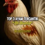Panduan Lengkap: Cara Ampuh Mengobati Kaki Ayam Hias Bengkak dan Pincang