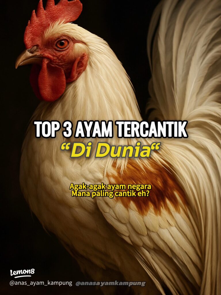 Panduan Lengkap: Cara Ampuh Mengobati Kaki Ayam Hias Bengkak dan Pincang