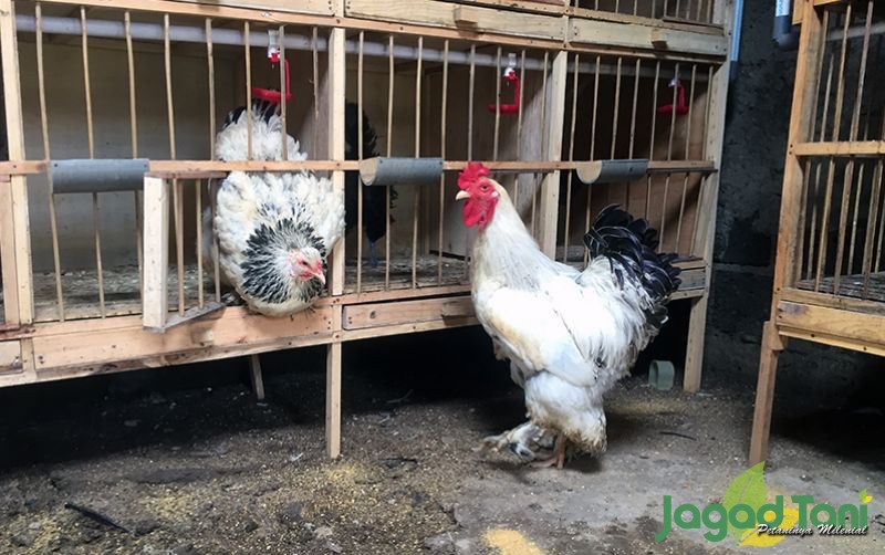 Panduan Lengkap: Cara Jitu Mengatasi Stres pada Ayam Hias Saat Pindah Kandang