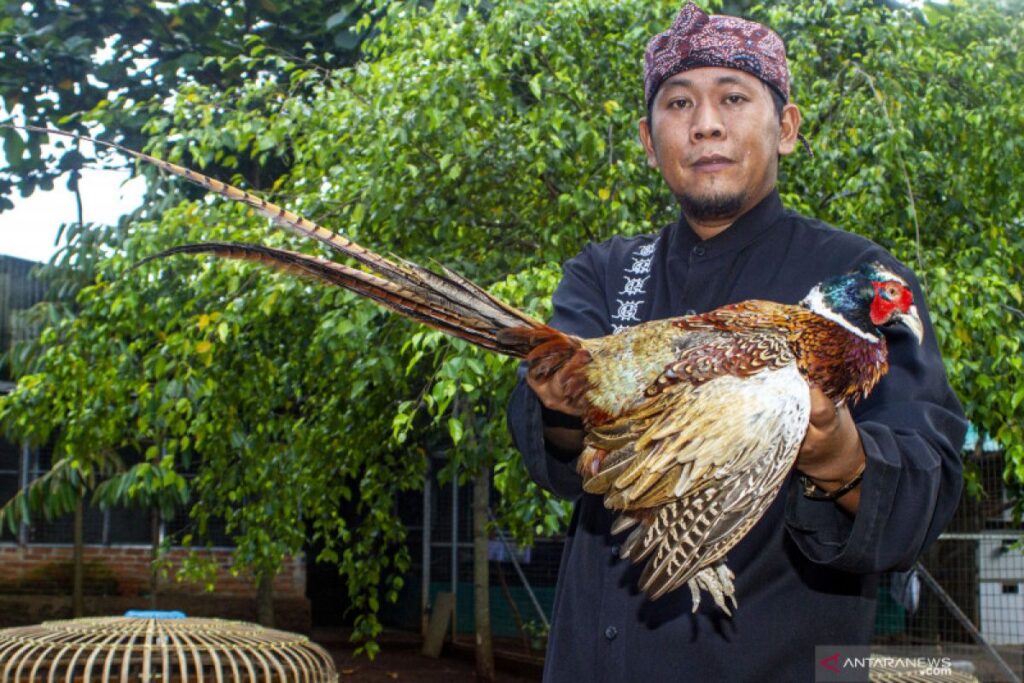 Panduan Lengkap: Cara Memandikan Ayam Hias Anti Stres dan Aman