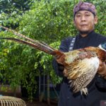 Panduan Lengkap: Cara Memandikan Ayam Hias Anti Stres dan Aman