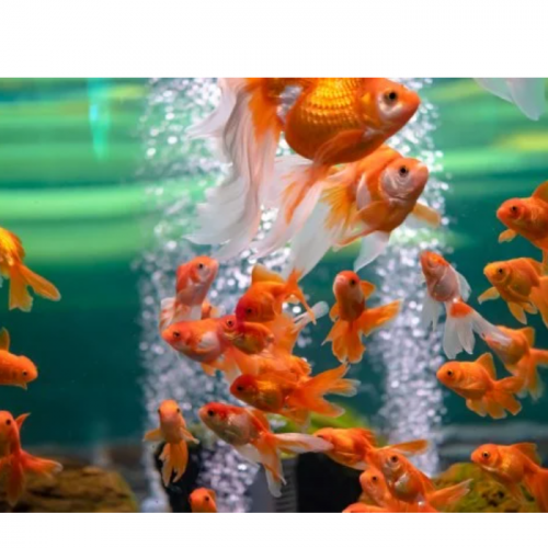 Panduan Lengkap: Cara Memilih Pompa Udara (Aerator) Terbaik untuk Akuarium Ikan Maskoki