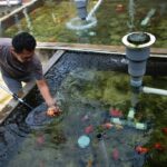 Panduan Lengkap: Cara Menjaga Kebersihan Kolam Ikan Mas Koki Tetap Jernih