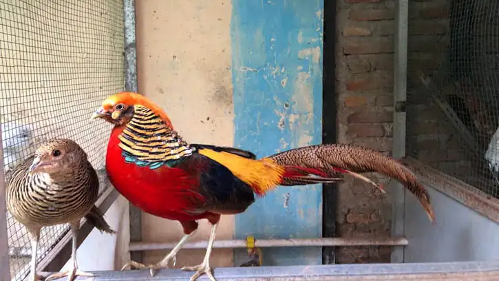 Panduan Lengkap: Cara Menjodohkan Ayam Hias Agar Cepat Kawin dan Bertelur