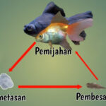 Panduan Lengkap: Cara Merawat Telur Ikan Mas Koki Agar Menetas Sempurna