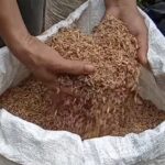 Panduan Lengkap Fermentasi Sekam Padi untuk Alas Kandang Anti Bau dan Sehat