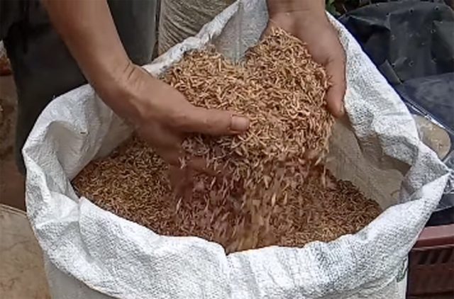 Panduan Lengkap Fermentasi Sekam Padi untuk Alas Kandang Anti Bau dan Sehat