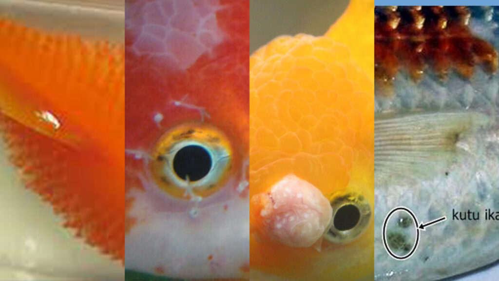 Panduan Lengkap Karantina Ikan Maskoki: Langkah Vital Sebelum Masuk Akuarium Utama