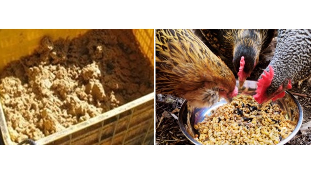 Panduan Lengkap Membuat Pakan Fermentasi untuk Ayam Hias: Nutrisi Unggul & Tahan Lama