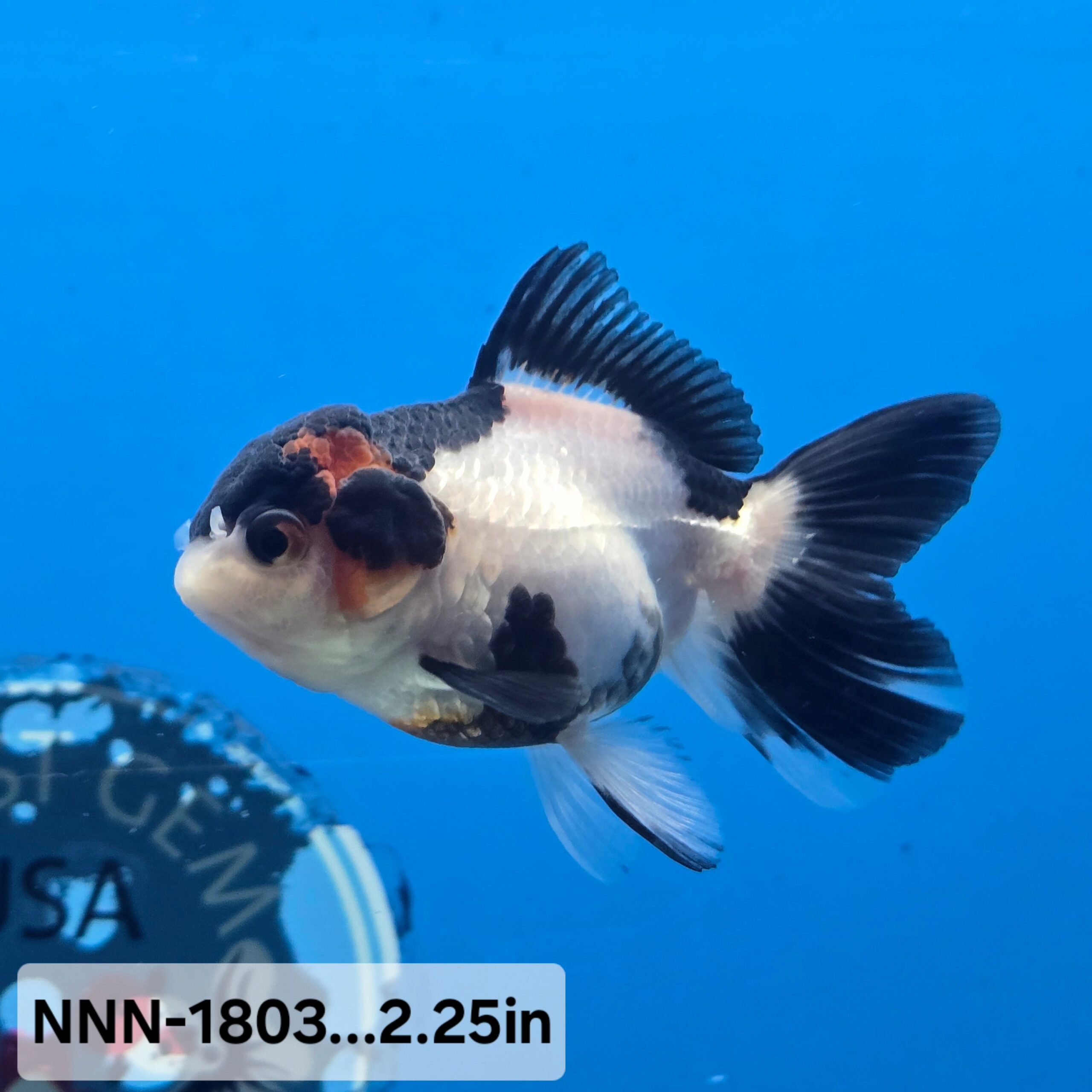 Panduan Lengkap Memilih Heater Akuarium Terbaik untuk Ikan Maskoki Kesayangan Anda