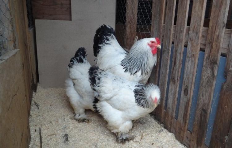 Panduan Lengkap Memilih Indukan Ayam Brahma Berkualitas Unggul