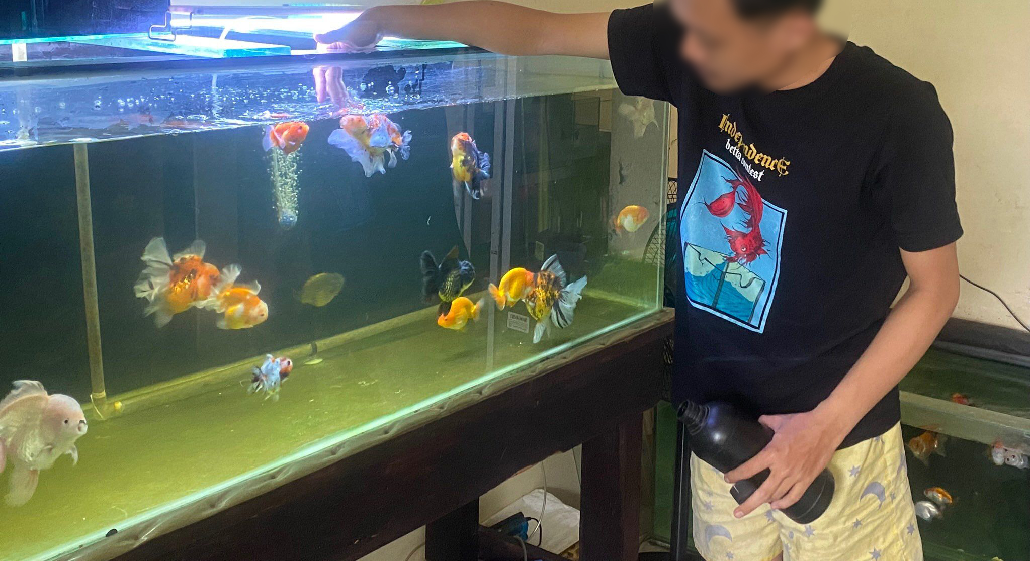 Panduan Lengkap Memilih Lampu Akuarium untuk Ikan Mas Koki Kesayangan Anda