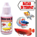 Panduan Lengkap Memilih Obat Ikan Mas Koki yang Aman dan Efektif