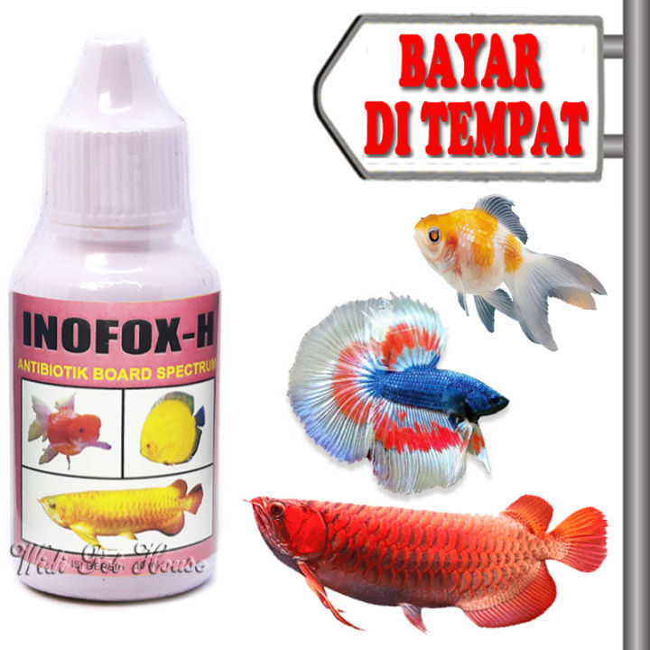 Panduan Lengkap Memilih Obat Ikan Mas Koki yang Aman dan Efektif