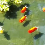 Panduan Lengkap Memindahkan Ikan Mas Koki dari Akuarium ke Kolam dengan Aman