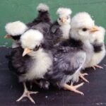 Panduan Lengkap Perawatan Anak Ayam Poland Baru Menetas Agar Sehat dan Cepat Besar