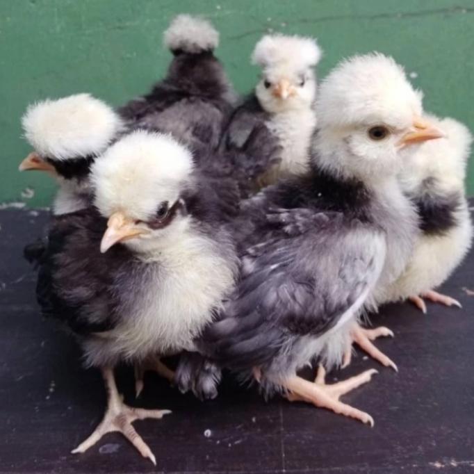 Panduan Lengkap Perawatan Anak Ayam Poland Baru Menetas Agar Sehat dan Cepat Besar