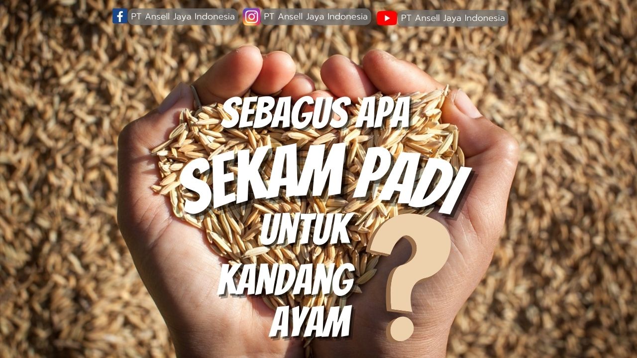 Pasir vs Sekam Padi: Mana Alas Kandang Ayam Terbaik? Simak Analisis Lengkapnya!