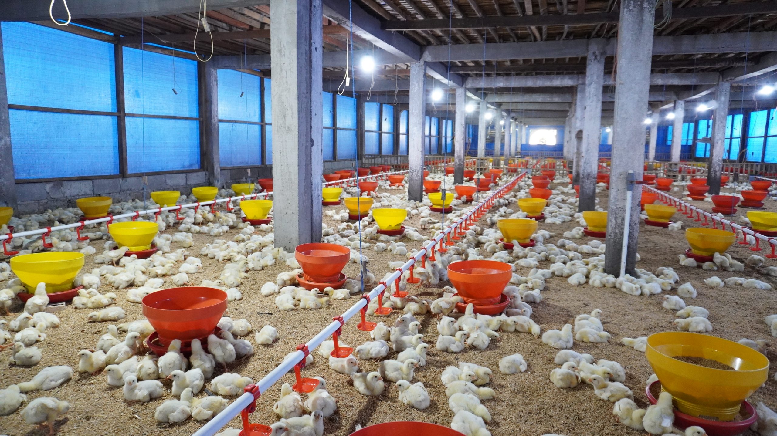 Pemanfaatan Produk Probiotik dan Aditif Litter