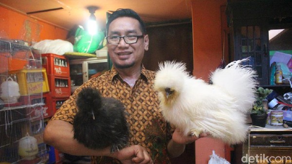 Pemilihan Indukan Ayam Hias yang Berkualitas
