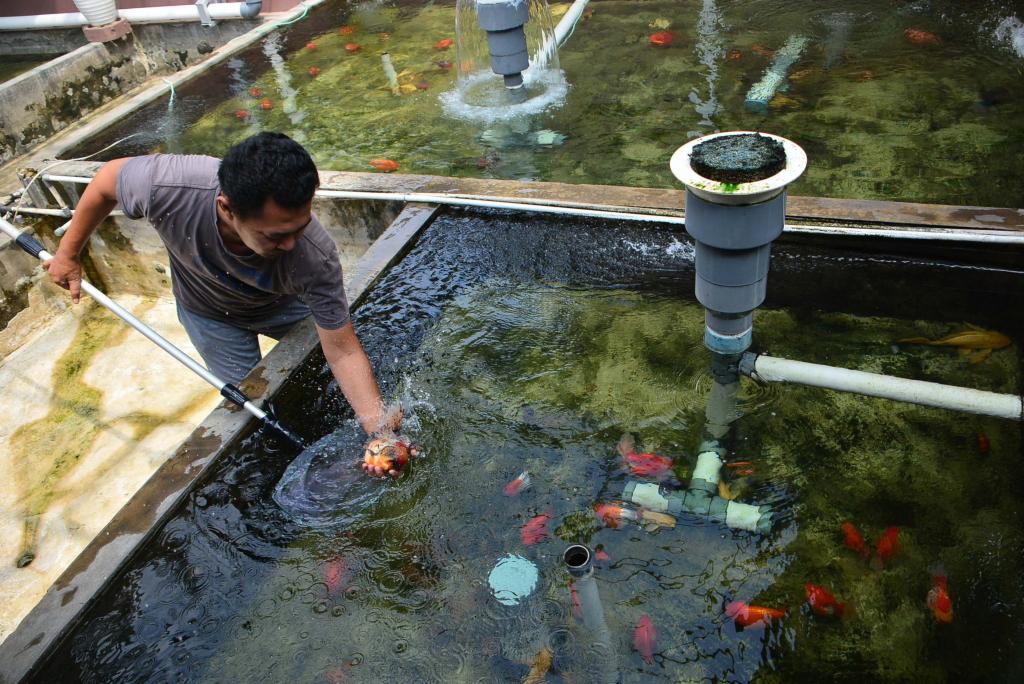 Penanganan Telur dan Proses Penetasan