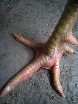 Pencegahan adalah Kunci: Menjaga Kesehatan Kaki Ayam Hias