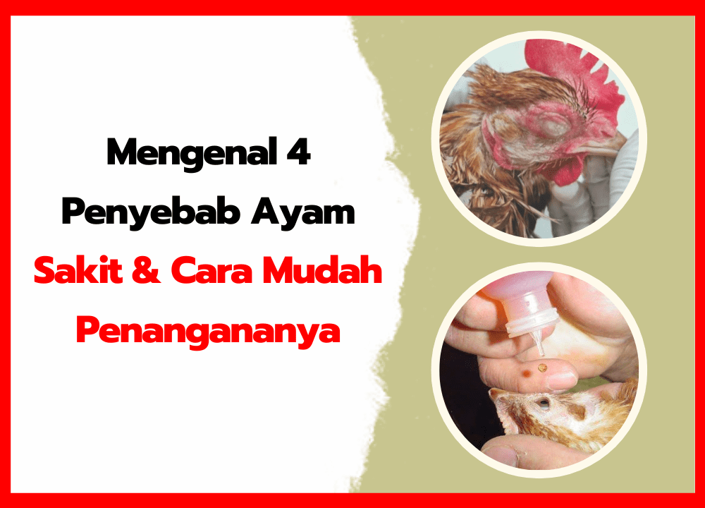 Pencegahan adalah Kunci: Tips Merawat Ayam Hias Agar Tetap Sehat