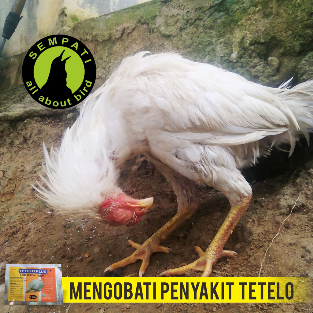 Pencegahan: Langkah Terbaik Melindungi Ayam Hias Anda