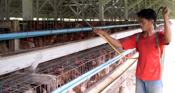 Pencucian Menyeluruh: Menghilangkan Sisa Kotoran