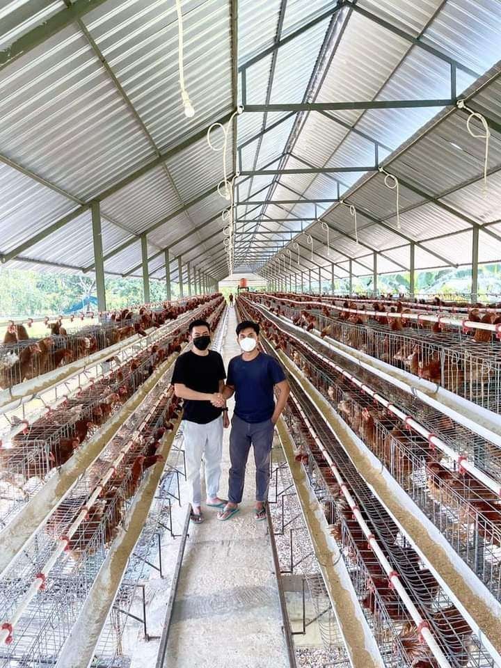 Pentingnya Cahaya bagi Fisiologi Ayam Petelur