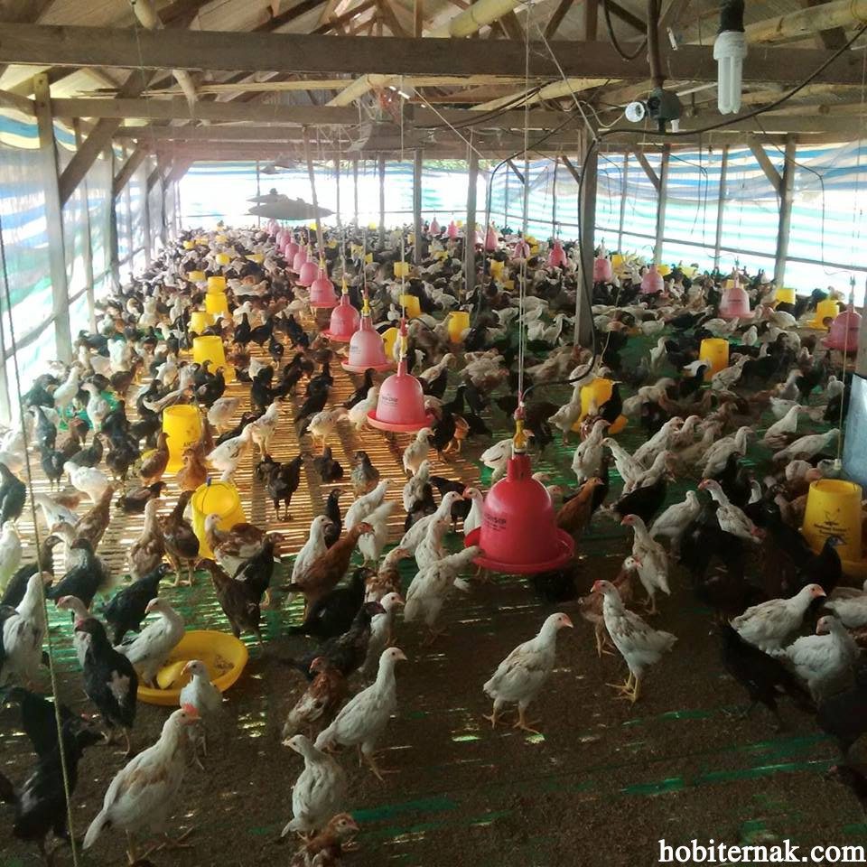 Pentingnya Desain Kandang yang Tepat untuk Ayam Kampung Super