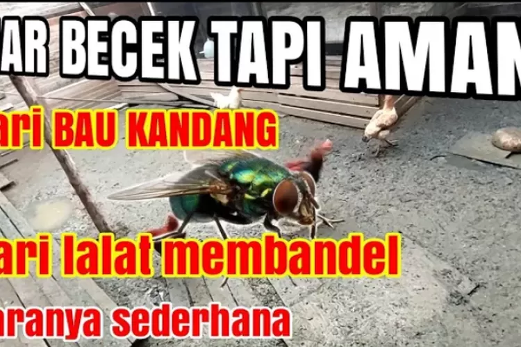 Pentingnya Menjaga Kandang Tetap Kering
