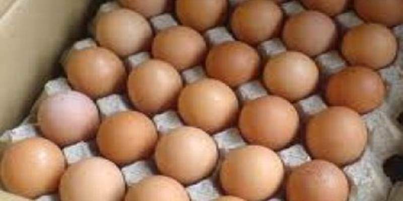 Pentingnya Packing yang Benar untuk Telur Tetas