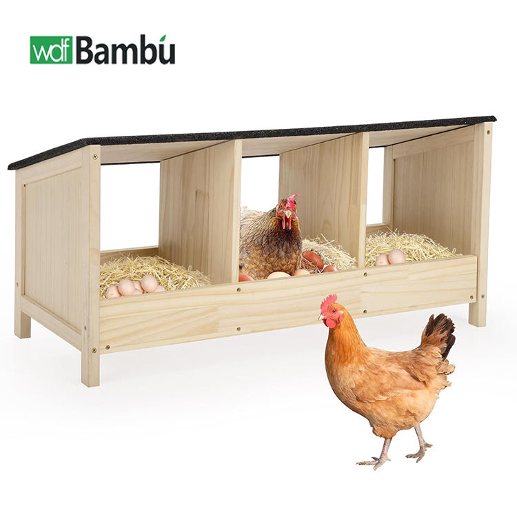 Penyebab & Cara Jitu Mengatasi Ayam Tidak Mau Bertelur di Nesting Box