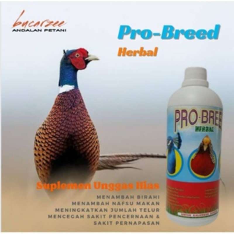 Penyebab dan Solusi Jitu Ayam Hias Mogok Makan, Pemula Wajib Tahu!