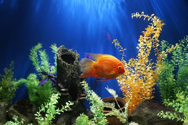 Penyebab Umum Ikan Maskoki Menjadi Lemas dan Pasif